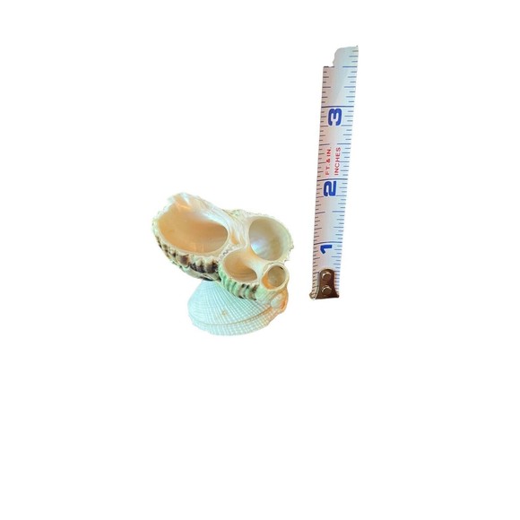 Miniature Seashell Figurine Trinket - Picture 3 of 6
